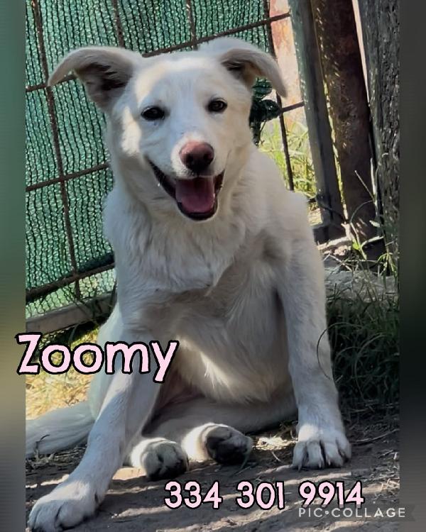 ZOOMY🩷 TG MEDIO PICCOLA Foto 6